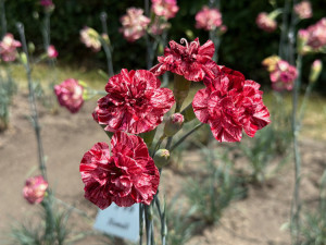 Klatovské karafiáty