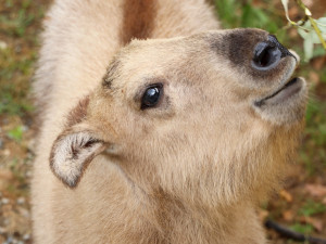 První plzeňské mládě tajemného takina čínského odcestovalo do nového domova