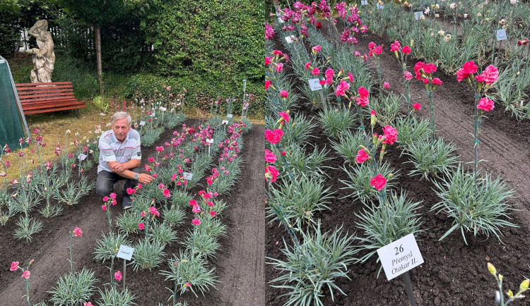 Úspěšný pěstitel Peter Pošefka s novou odrůdou klatovského karafiátu, který dostal jméno Přemysl Otakar II.