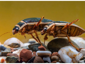 Nenápadný predátor našich vod, potápníci si troufnou i na pulce nebo rybí potěr