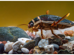 Nenápadný predátor našich vod, potápníci si troufnou i na pulce nebo rybí potěr