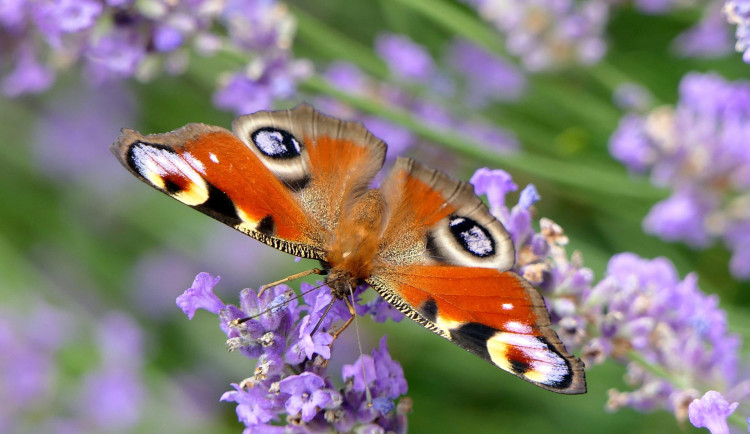 Probíhá druhé sčítání motýlů nazvané Motýlí půlhodinka. Pomůže přírodě i vědcům