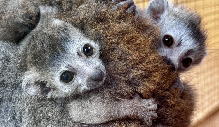 Zoo v Plzni poprvé úspěšně odchovává mláďata lemurů korunkatých, nikde jinde je v Česku neuvidíte