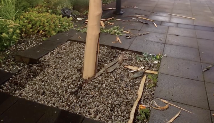 VIDEO: Nahý vandal pod vlivem drog loupal v Praze 6 kůru ze stromu