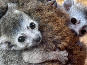 Zoo v Plzni poprvé úspěšně odchovává mláďata lemurů korunkatých, nikde jinde je v Česku neuvidíte