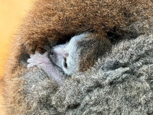 Zoo poprvé úspěšně odchovává mláďata lemurů korunkatých, úspěch je i to i v rámci ČR
