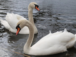 Do případu 150 zmizelých labutí nevnesla více světla ani velmi očekávaná pitva