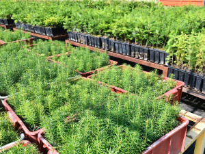 Budování lesních tůněk, políčka pro zvěř i těžba dřeva, městské lesy mají plán na deset let