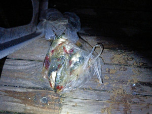 Cizinci pytlačili v noci u rybníka. Tvrdili, že jen relaxují s pivem na lehátkách a k prutům se neznali