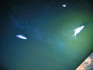 Cizinci pytlačili v noci u rybníka. Tvrdili, že jen relaxují s pivem na lehátkách a k prutům se neznali