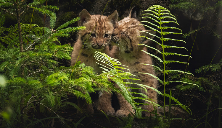 Mladí rysi z Návštěvnického centra Národního parku Falkenstein
