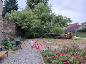 V oblíbeném parku se zřítila stará a statná lípa, dopadla na klášterní zeď