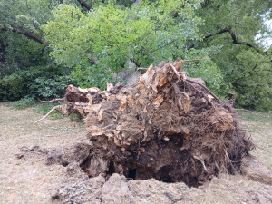 V oblíbeném parku se zřítila stará a statná lípa, dopadla na klášterní zeď