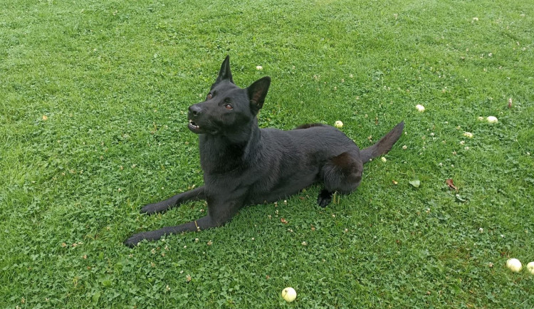 Policistům pomohl Barny. Pachatel skončil v poutech během půl hodiny