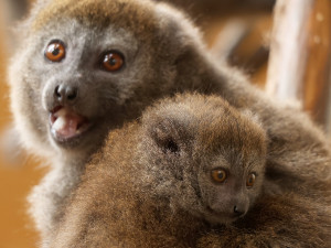 Zoo Plzeň je největším chovatelem ohrožených lemurů na světě, teď má nové mládě