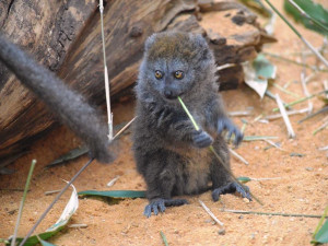 Zoo Plzeň je největším chovatelem ohrožených lemurů na světě, teď má nové mládě