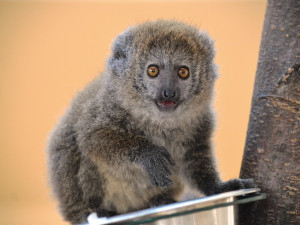 Zoo Plzeň je největším chovatelem ohrožených lemurů na světě, teď má nové mládě