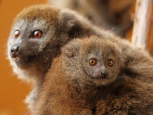 Zoo Plzeň je největším chovatelem ohrožených lemurů na světě, teď má nové mládě