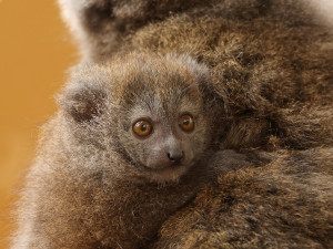Zoo Plzeň je největším chovatelem ohrožených lemurů na světě, teď má nové mládě