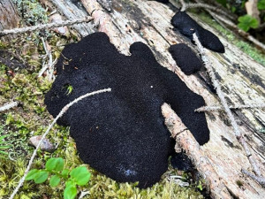 Živý sliz s vlastní inteligencí našli na německé straně Šumavy poblíž Železné Rudy