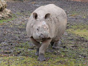 Čekáme mládě nosorožce indického, pochlubila se plzeňská zoo