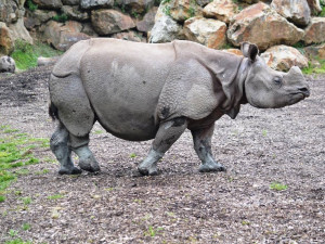 Čekáme mládě nosorožce indického, pochlubila se plzeňská zoo