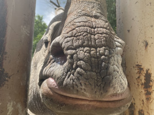 Čekáme mládě nosorožce indického, pochlubila se plzeňská zoo