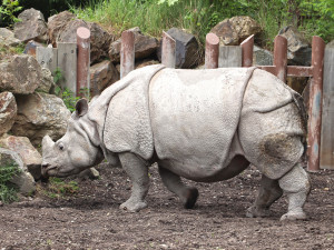 Čekáme mládě nosorožce indického, pochlubila se plzeňská zoo