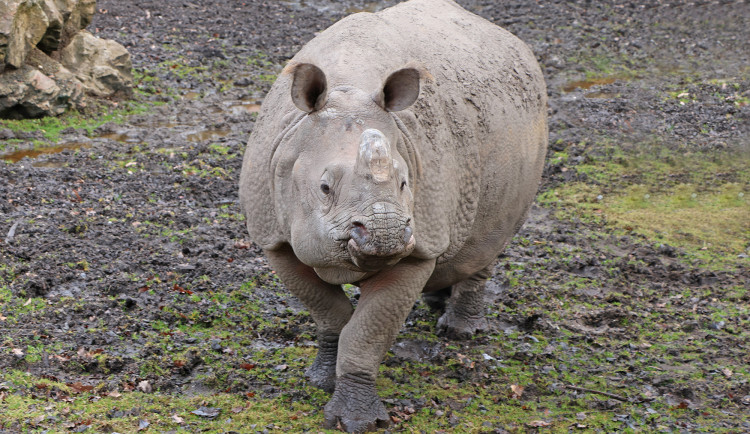 Čekáme mládě nosorožce indického, pochlubila se plzeňská zoo