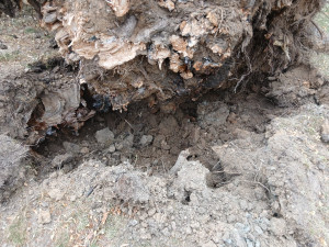 Odborníci už vědí, proč spadla statná lípa v parku přímo na klášterní zeď