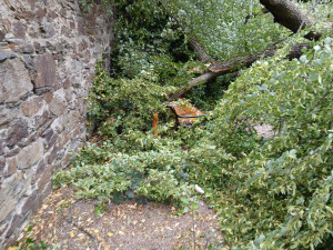 Odborníci už vědí, proč spadla statná lípa v parku přímo na klášterní zeď