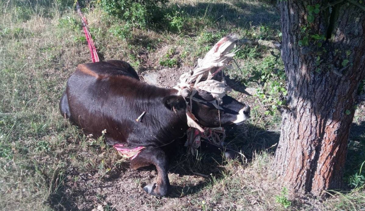 Samice pratura se zamotala do padáku. Vysvobodit ji musel veterinář