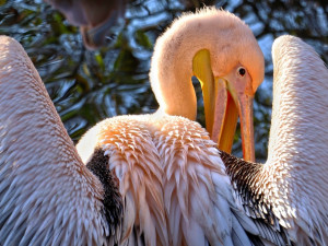Smutný konec pátrání po uprchlém pelikánovi ze zoo, nalezli ho mrtvého