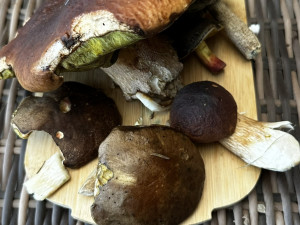 Hubený úlovek z úterý. Všechny tyto houby byly červivé