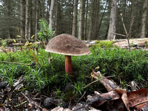 Houby na Plzeňsku zatím téměř nerostou. Do lesa se teď příliš nevyplatí chodit