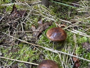 Houby na Plzeňsku zatím téměř nerostou. Do lesa se teď příliš nevyplatí chodit