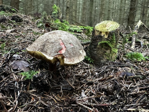 Houby na Plzeňsku zatím téměř nerostou. Do lesa se teď příliš nevyplatí chodit