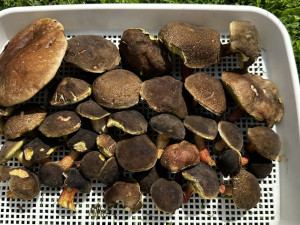 Houby na Plzeňsku zatím téměř nerostou. Do lesa se teď příliš nevyplatí chodit