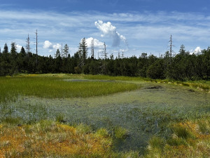Objevte malý šumavský Yellowstone. Úžasný výlet k jezírkům v Bavorském lese si užijete bez davů