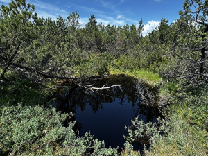 Objevte malý šumavský Yellowstone. Úžasný výlet k jezírkům v Bavorském lese si užijete bez davů