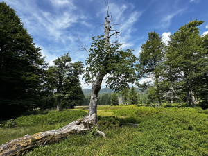 Objevte malý šumavský Yellowstone. Úžasný výlet k jezírkům v Bavorském lese si užijete bez davů
