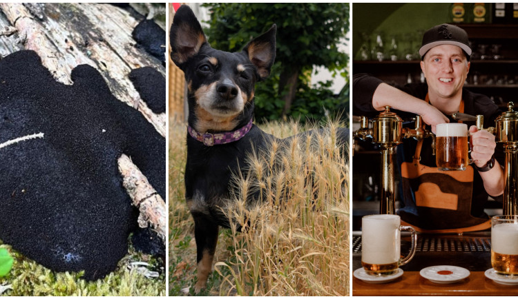 ČERVENEC 2025: Podivná houba, nebezpečný ječmen i předsudky o pivu v cizině