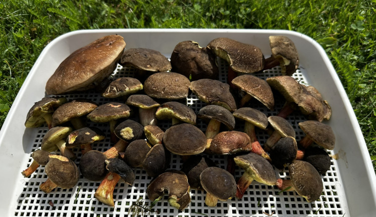 Dnešní houbařský úlovek byl velmi slabý