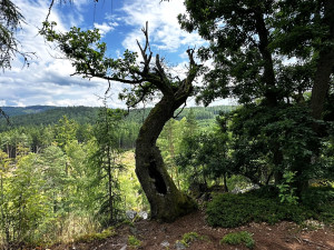 Slavný strom na skále už umírá