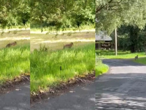 Setkání s vlkem při venčení psa na Šumavě. Žena ho pohotově natočila na kraji malé obce