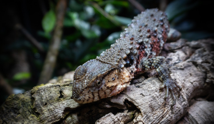 Zoo Liberec začala s chovem vzácného krokodýlovce, nejohroženějšího plaza planety