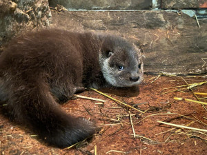 Zoologická zahrada se raduje z vydřích mláďat i nových druhů ptáků, které jinde nespatříte