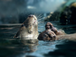 Zoologická zahrada se raduje z vydřích mláďat i nových druhů ptáků, které jinde nespatříte