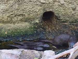 Zoologická zahrada se raduje z vydřích mláďat i nových druhů ptáků, které jinde nespatříte