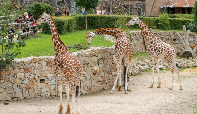 VIDEO: Ven pomalými krůčky. Žirafí samci v Zoo Jihlava už se ukazují lidem